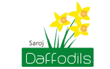 SAROJ DAFFODILS